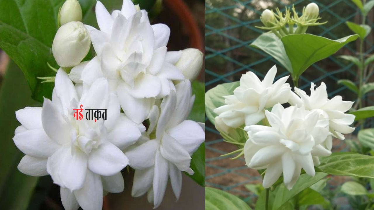 Mongra flower