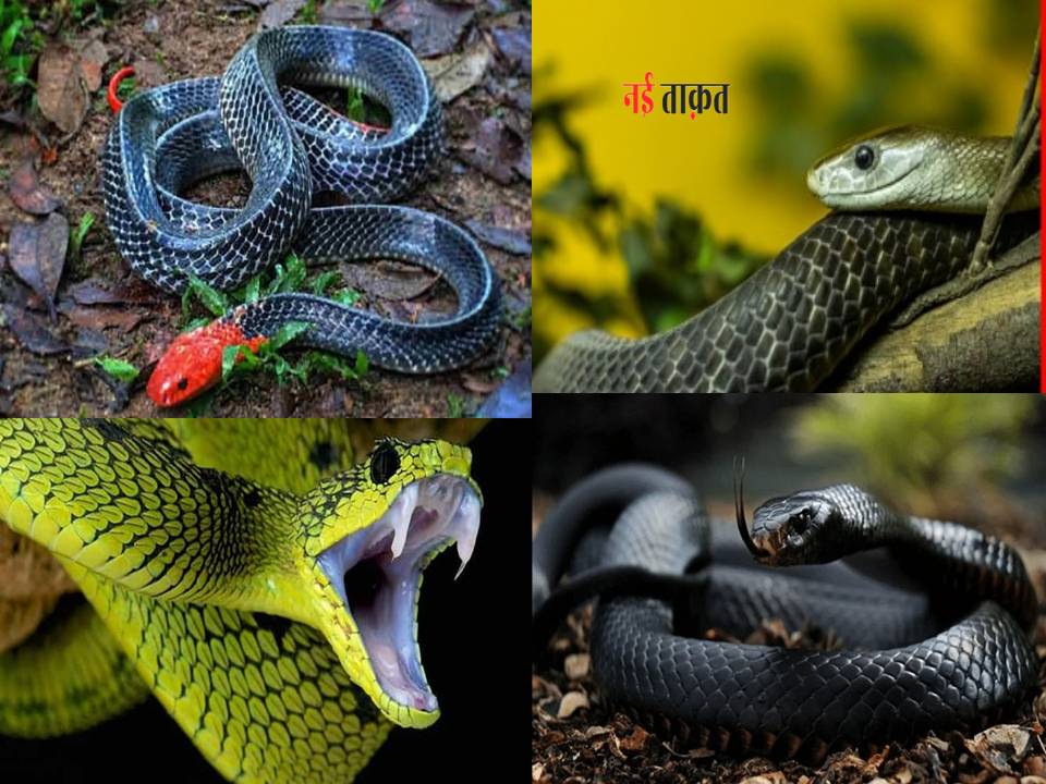 Snake