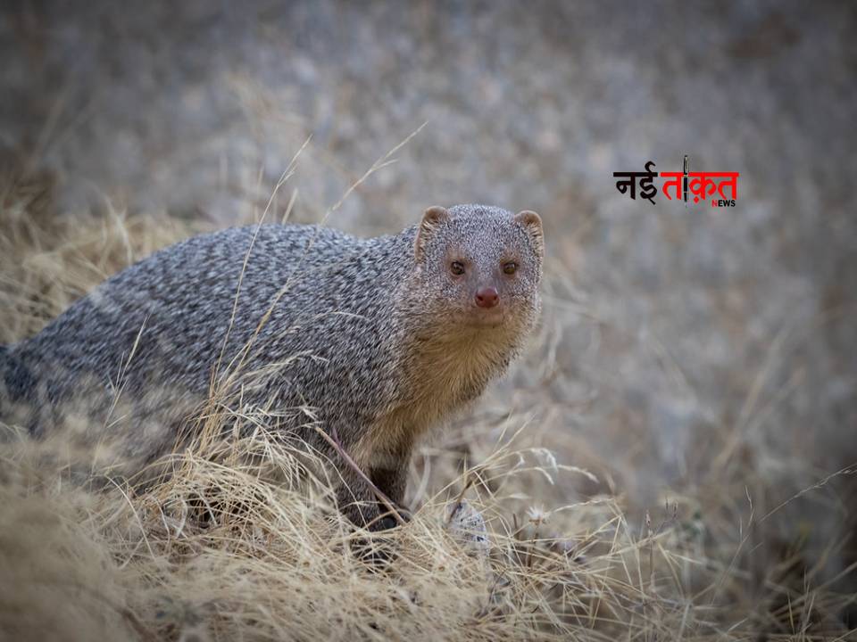 Mongoose