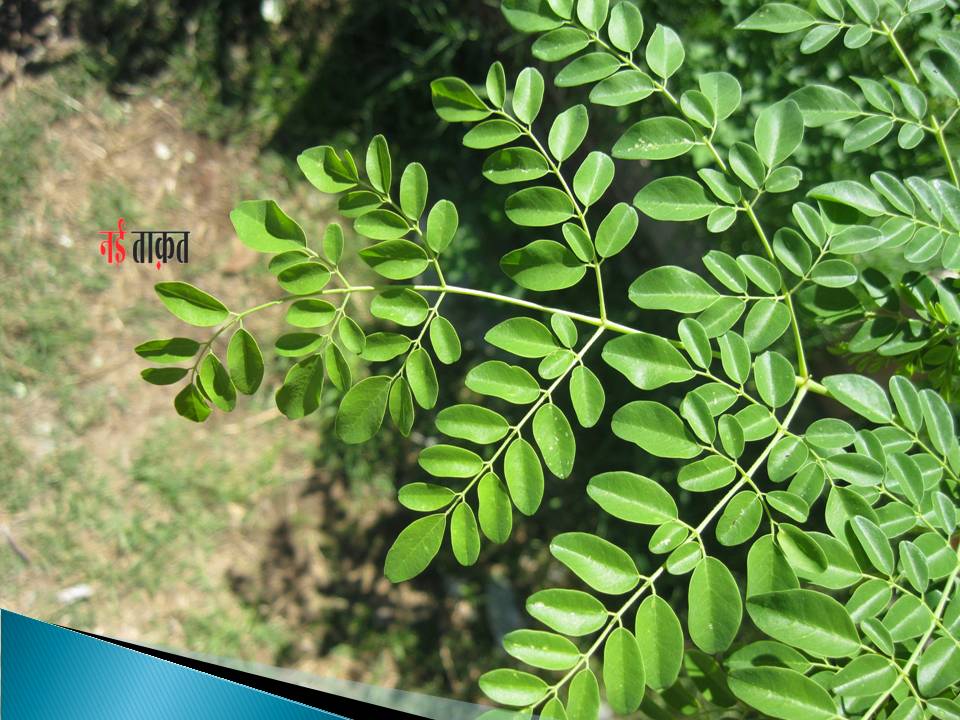 Moringa Leaves