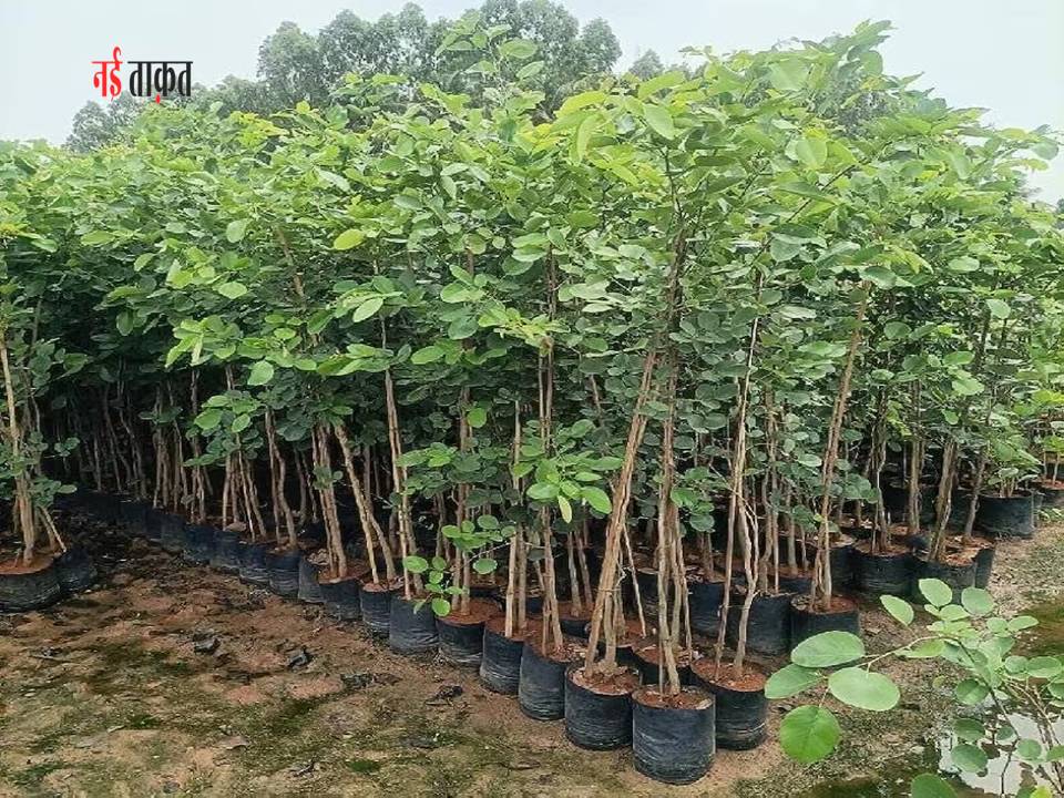 Most Profitable Farming in India