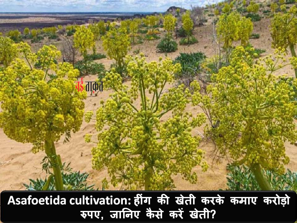 Asafoetida cultivation