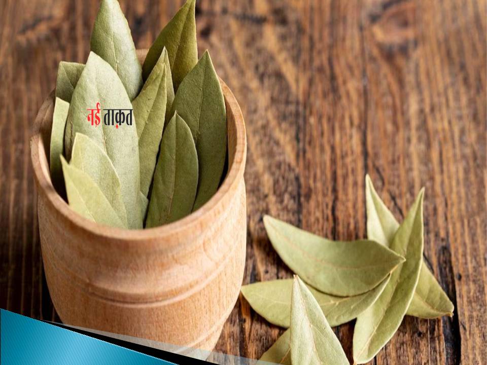 Bay leaf cultivation