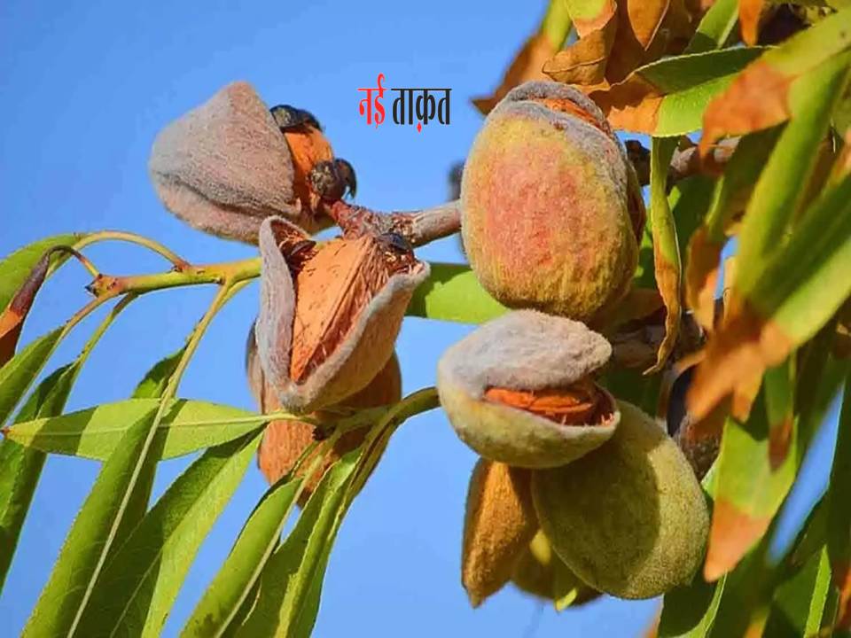 Almond cultivation