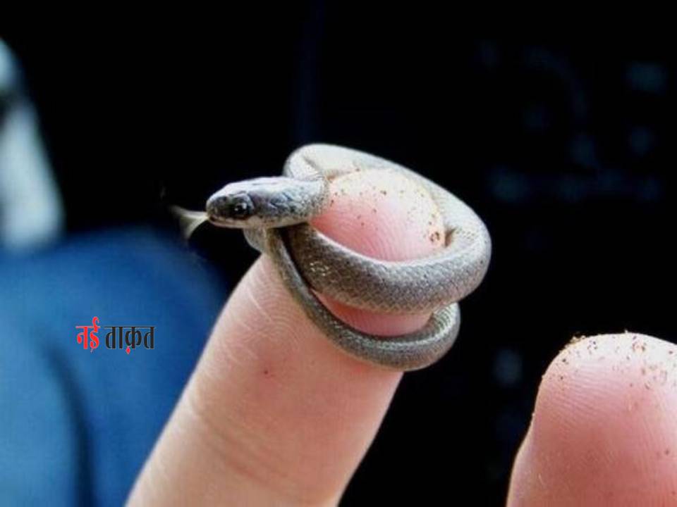 Snake