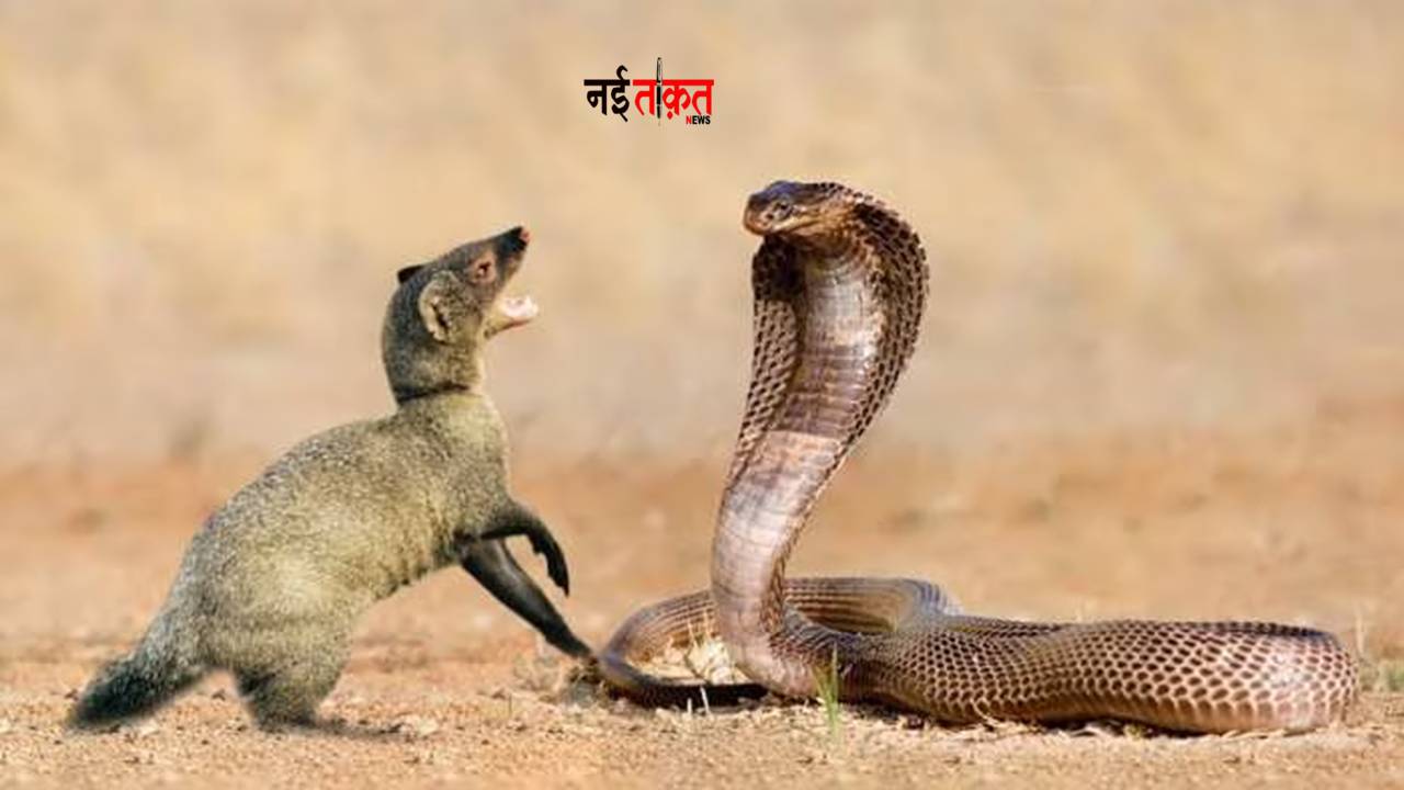 Snake-Mongoose