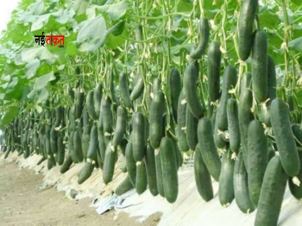 Cucumber cultivation