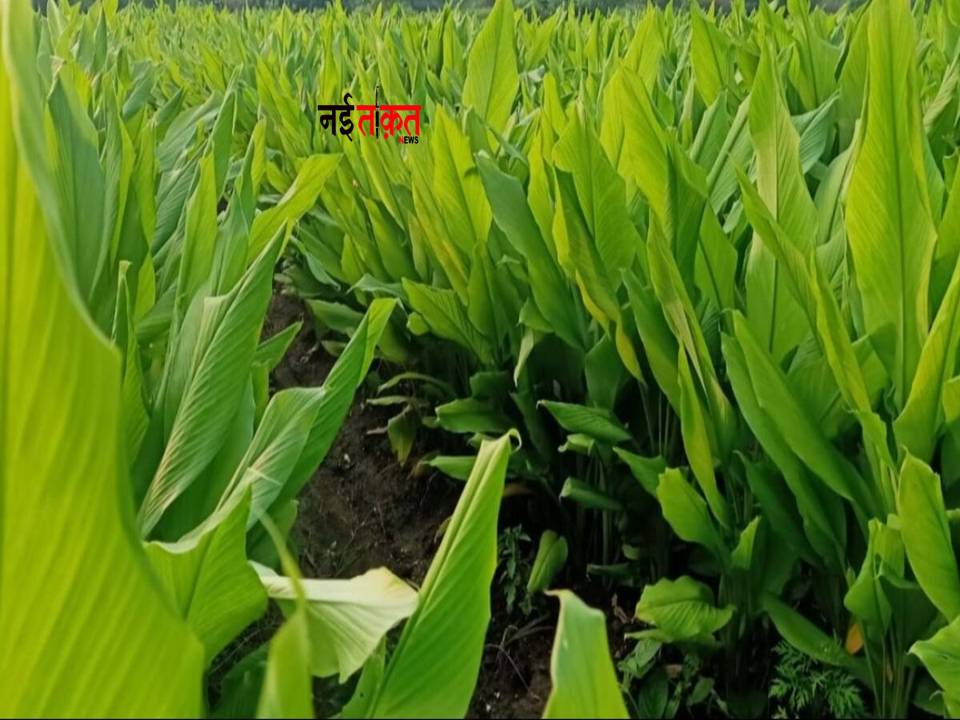 Turmeric Cultivation