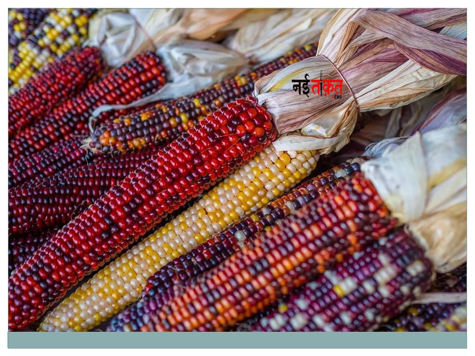 Black corn cultivation