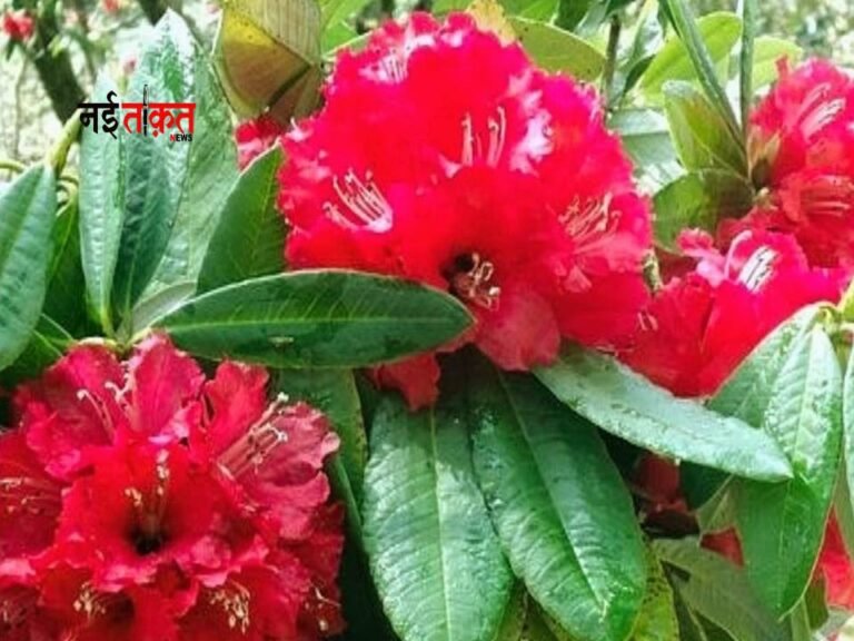 Buransh Flower