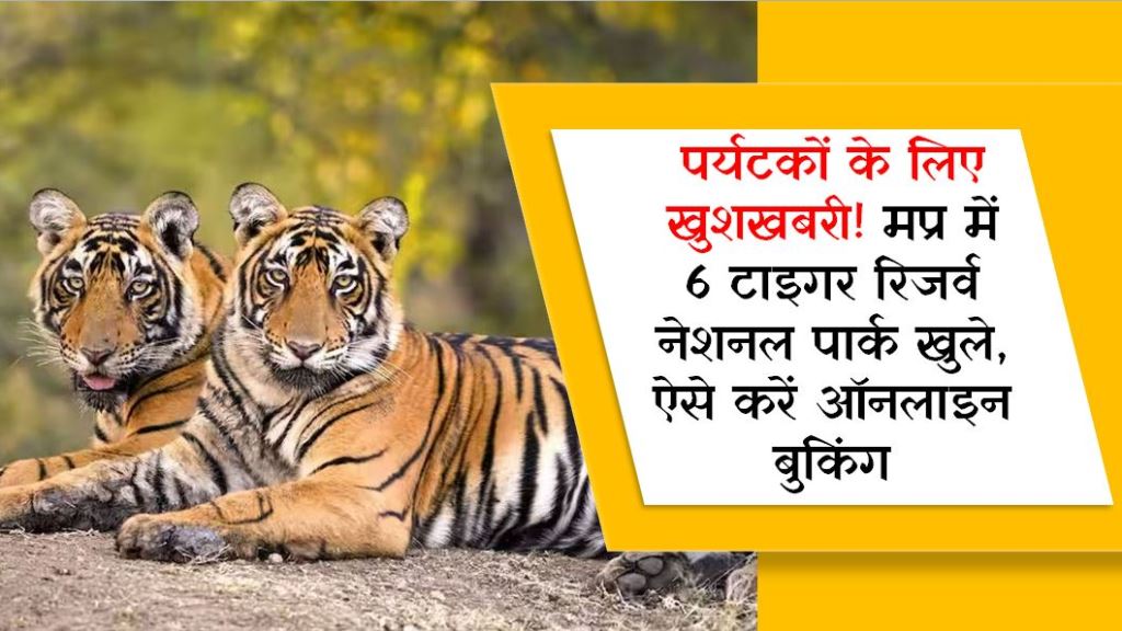 पर्यटकों के लिए खुशखबरी! मप्र में 6 टाइगर रिजर्व नेशनल पार्क खुले, ऐसे करें ऑनलाइन बुकिंग